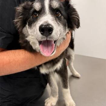 Merlin -  Mixed Breed Dog for Adoption in Wheeling, Illinois - Merlin | PetCurious