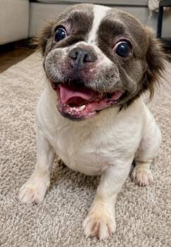 Panda -  French Bulldog Dog for Adoption in Tifton, Georgia - Panda | PetCurious