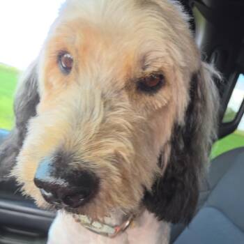 Bailey -  Labradoodle Dog for Adoption in Greenfield, Indiana - Bailey | PetCurious