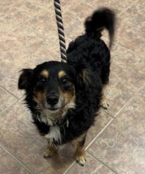 Bear -  Terrier Dog for Adoption in Littleton, Colorado - Bear | PetCurious
