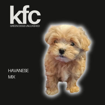 Rescue Havanese Dogs for Adoption in Troy, Virginia - KFC | PetCurious