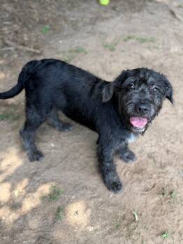 Xavier -  Schnauzer Dog for Adoption - Xavier | PetCurious