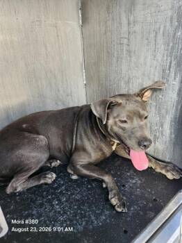 MACADAMIA -  American Staffordshire Terrier Dog for Adoption in San Antonio, Texas - MACADAMIA | PetCurious