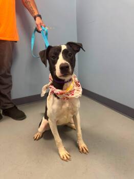 Meadow -  Terrier Dog for Adoption in Zanesville, Ohio - Meadow | PetCurious