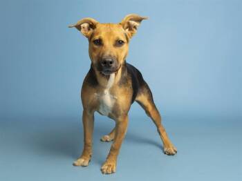 GINGY -  German Shepherd Dog Dog for Adoption in Phoenix, Arizona - GINGY | PetCurious