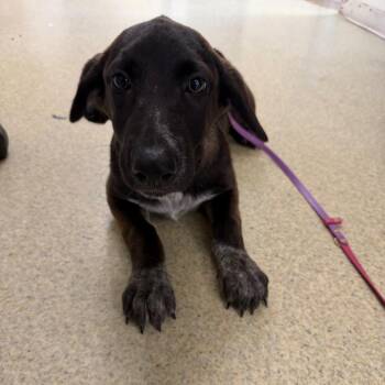 Zuzu -  Mixed Breed Dog for Adoption in Riverwoods, Illinois - Zuzu | PetCurious