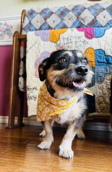 Leah -  Terrier Dog for Adoption in Fort Worth, Texas - Leah | PetCurious