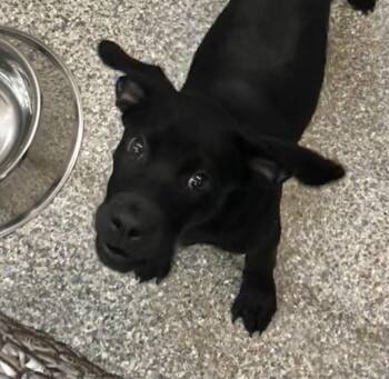 Jet -  Labrador Retriever Dog for Adoption in Parma, Ohio - Jet | PetCurious