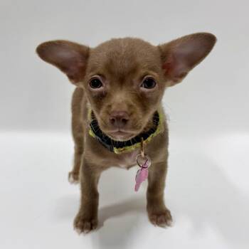 Slots -  Chihuahua Dog for Adoption in Portland, Oregon - Slots | PetCurious