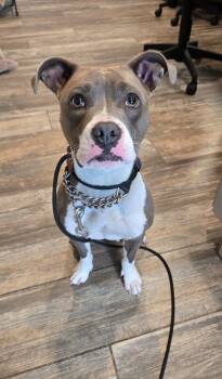 Pixie Yrly 297 -  Pit Bull Terrier Dog for Adoption in Sidney, Ohio - Pixie Yrly 297 | PetCurious