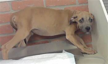 A2096184 -  Staffordshire Bull Terrier and Mixed Breed Dog for Adoption in Houston, Texas - A2096184 | PetCurious