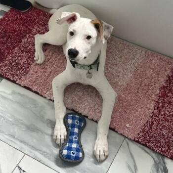 Cricket Ridge Happy Honeybee -  Labrador Retriever and Pointer Dog for Adoption in Friendswood, Texas - Cricket Ridge Happy Honeybee | PetCurious