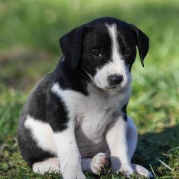 Hound Dogs Available for Adoption in Minneapolis, Minnesota - Xena | PetCurious