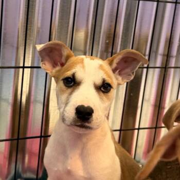 Gluten -  Mixed Breed Dog for Adoption in Flagstaff, Arizona - Gluten | PetCurious