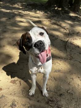 Speckles -  Mixed Breed Dog for Adoption in Reisterstown, Maryland - Speckles | PetCurious