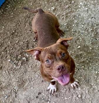 DR. DOOFENSHMIRTZ -  Mixed Breed Dog for Adoption in Pensacola, Florida - DR. DOOFENSHMIRTZ | PetCurious