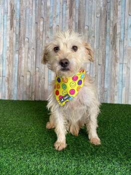 Rescue Cairn Terrier Dogs for Adoption in Auburn, Washington - SASHA | PetCurious