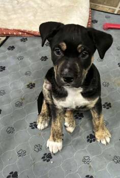 Fudge Bar -  Husky and Pit Bull Terrier Dog for Adoption in West Peoria, Illinois - Fudge Bar | PetCurious