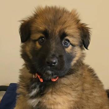 Shenandoah -  Shepherd and Labrador Retriever Dog for Adoption in Normal, Illinois - Shenandoah | PetCurious