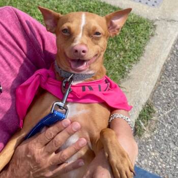 Rescue Terrier Dogs for Adoption in West Islip, New York - Tito | PetCurious