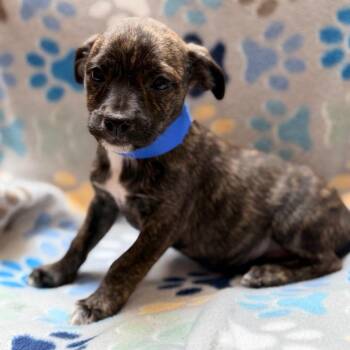 Ravenclaw -  Havanese and Mixed Breed Dog for Adoption in Columbus, Georgia - Ravenclaw | PetCurious