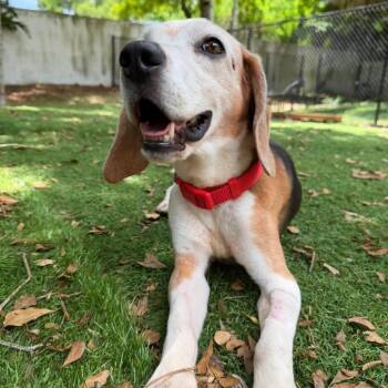 Brooks -  Beagle Dog for Adoption in Sunrise, Florida - Brooks | PetCurious