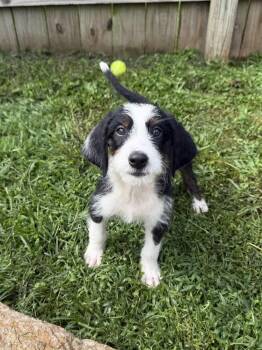Florida : Davie -  Terrier Dog for Adoption in Aurora, Indiana - Florida : Davie | PetCurious