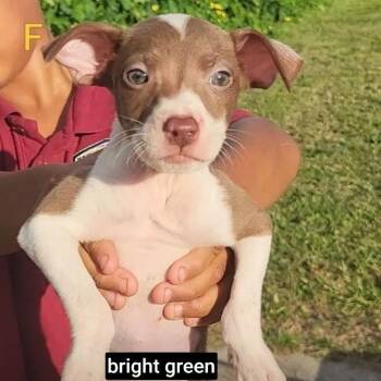 Margarita (Rita) -  German Shorthaired Pointer and Mixed Breed Dog for Adoption in New Orleans, Louisiana - Margarita (Rita) | PetCurious