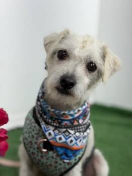 Larry-One of our Amazing Rescue Dogs -  Schnauzer and Mixed Breed Dog for Adoption in Carlsbad, California - Larry-One Of Our Amazing Rescue Dogs | PetCurious