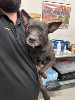 Rescue Terrier Dogs for Adoption in Chattanooga, Tennessee - Penny | PetCurious