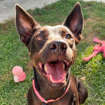 Vicky (20260916-05) -  Mixed Breed Dog for Adoption in Niagara Falls, Ontario - Vicky (20260916-05) | PetCurious