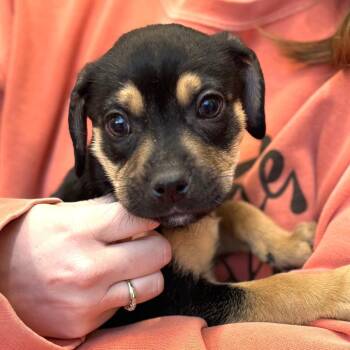 Mixed Breed Dogs Available for Adoption - Velcro | PetCurious