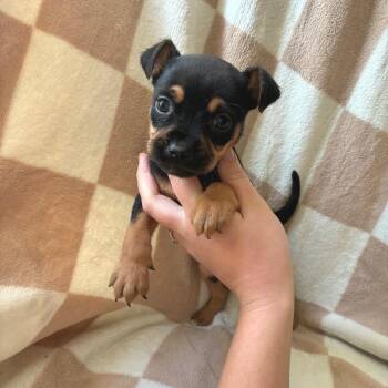 Turkey -  Mixed Breed Dog for Adoption - Turkey | PetCurious