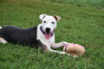 Rescue Mixed Breed Dogs for Adoption in Chickasha, Oklahoma - Joy | PetCurious
