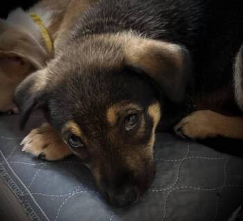 Rescue Mixed Breed Dogs for Adoption in Lake View, New York - Apple Jacks | PetCurious