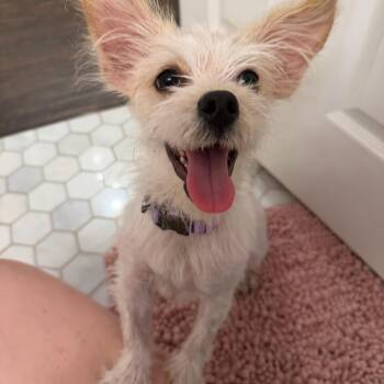 West Highland White Terrier Westie and Terrier Dogs Available for Adoption in Lockhart, Texas - Kiki Is A Tiny Terrier | PetCurious