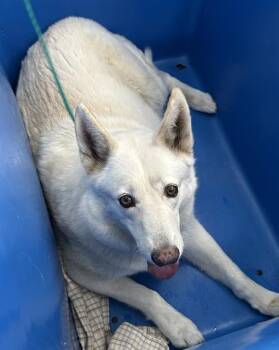 Rescue Siberian Husky and Mixed Breed Dogs for Adoption in Dallas, Texas - BLUE | PetCurious