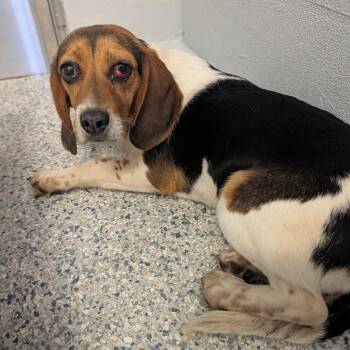 Beagle Dogs Available for Adoption in Orange, Virginia - Meadows | PetCurious