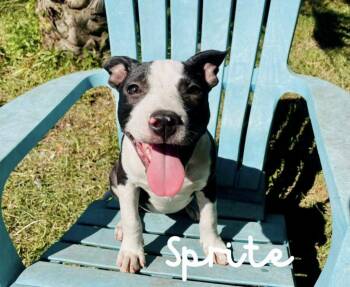 Rescue Terrier Dogs for Adoption in Shalimar, Florida - Sprite | PetCurious