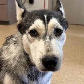 Freya -  Husky Dog for Adoption in Brenham, Texas - Freya | PetCurious