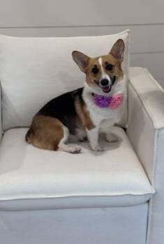 Glenda -  Pembroke Welsh Corgi Dog for Adoption in Bradenton, Florida - Glenda | PetCurious