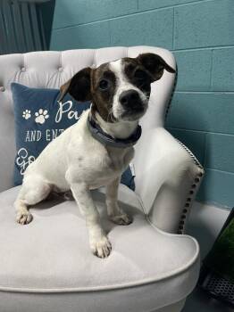 Leo -  Jack Russell Terrier Dog for Adoption in Chattanooga, Tennessee - Leo | PetCurious