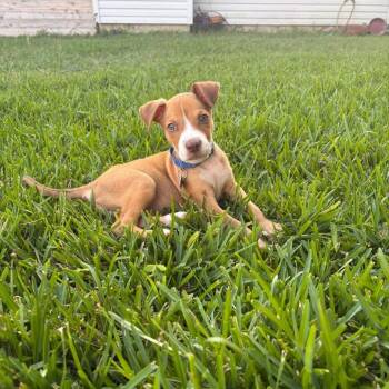 Seagull -  Terrier and Mixed Breed Dog Available for Adoption in Boerne, Texas - Seagull | PetCurious