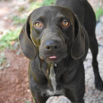 Benji -  German Shorthaired Pointer Dog for Adoption in Columbus, North Carolina - Benji | PetCurious