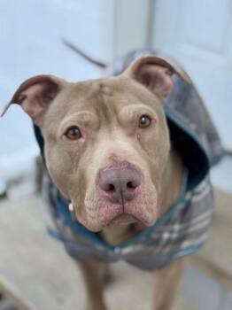 Pit Bull Terrier Dogs Available for Adoption in Albany, New York - Teddy (5 Years Old) | PetCurious