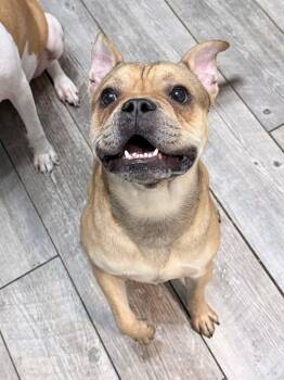 Rescue French Bulldog Dogs for Adoption in Lutz, Florida - Theodore | PetCurious