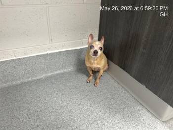 MARY -  Chihuahua Dog for Adoption in Ocala, Florida - MARY | PetCurious