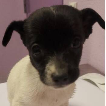 Toad -  Chihuahua Dog for Adoption in Tacoma, Washington - Toad | PetCurious