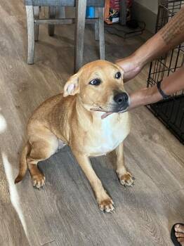 EGYPT -  Mixed Breed Dog for Adoption in Dallas, Texas - EGYPT | PetCurious