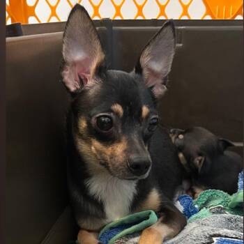 Ashton -  Mixed Breed Dog for Adoption in Dekalb, Illinois - Ashton | PetCurious